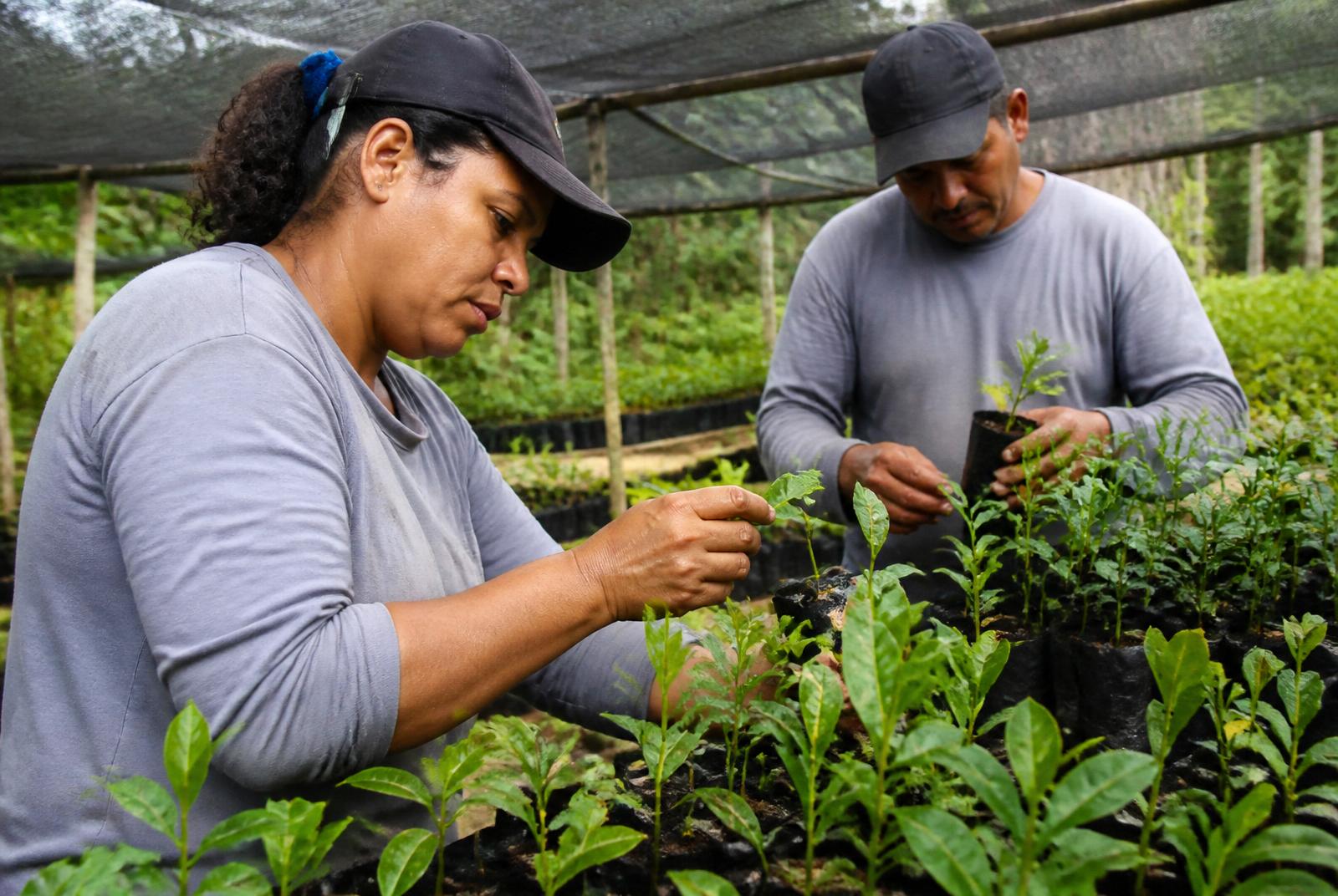 Nursery workers sorting native seedlings in trays