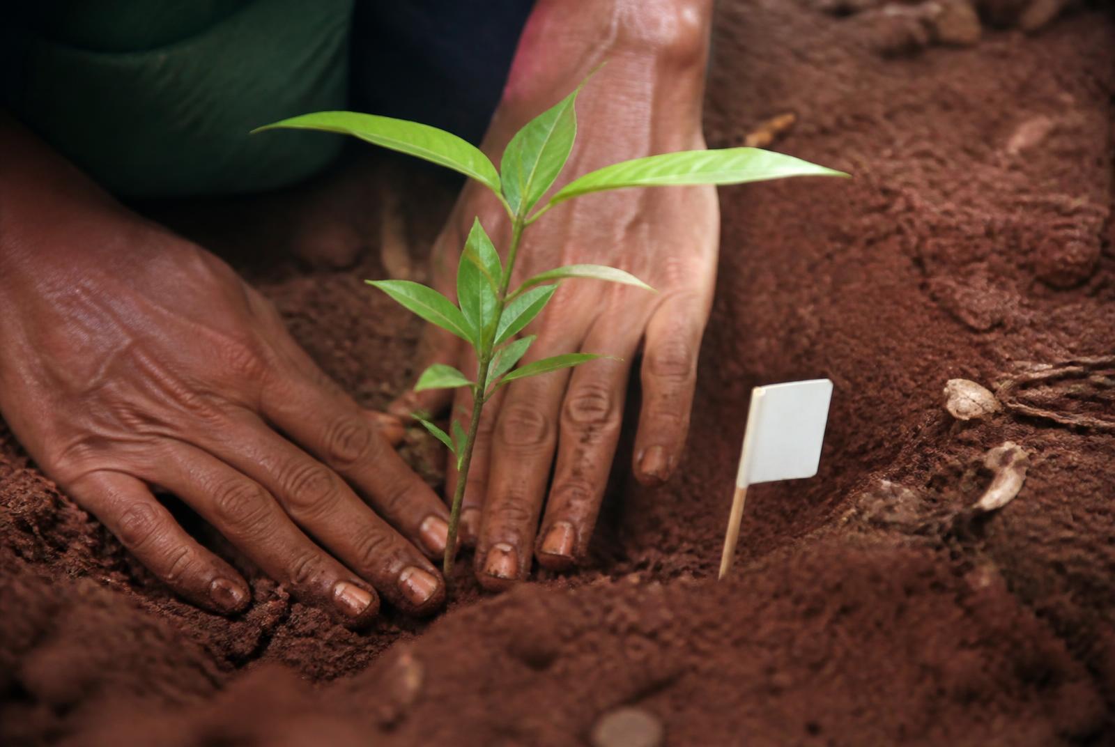 Hands placing a native seedling into dark forest soil